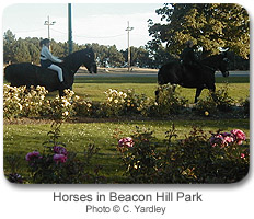 Horses in Beacon Hill Park