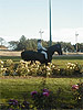 Horses in Beacon Hill Park